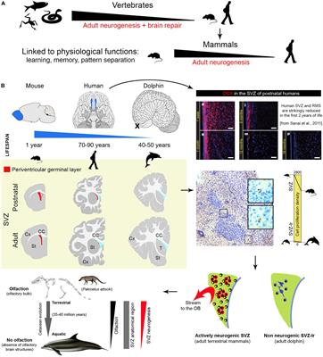 Humans and Dolphins: Decline and Fall of Adult Neurogenesis